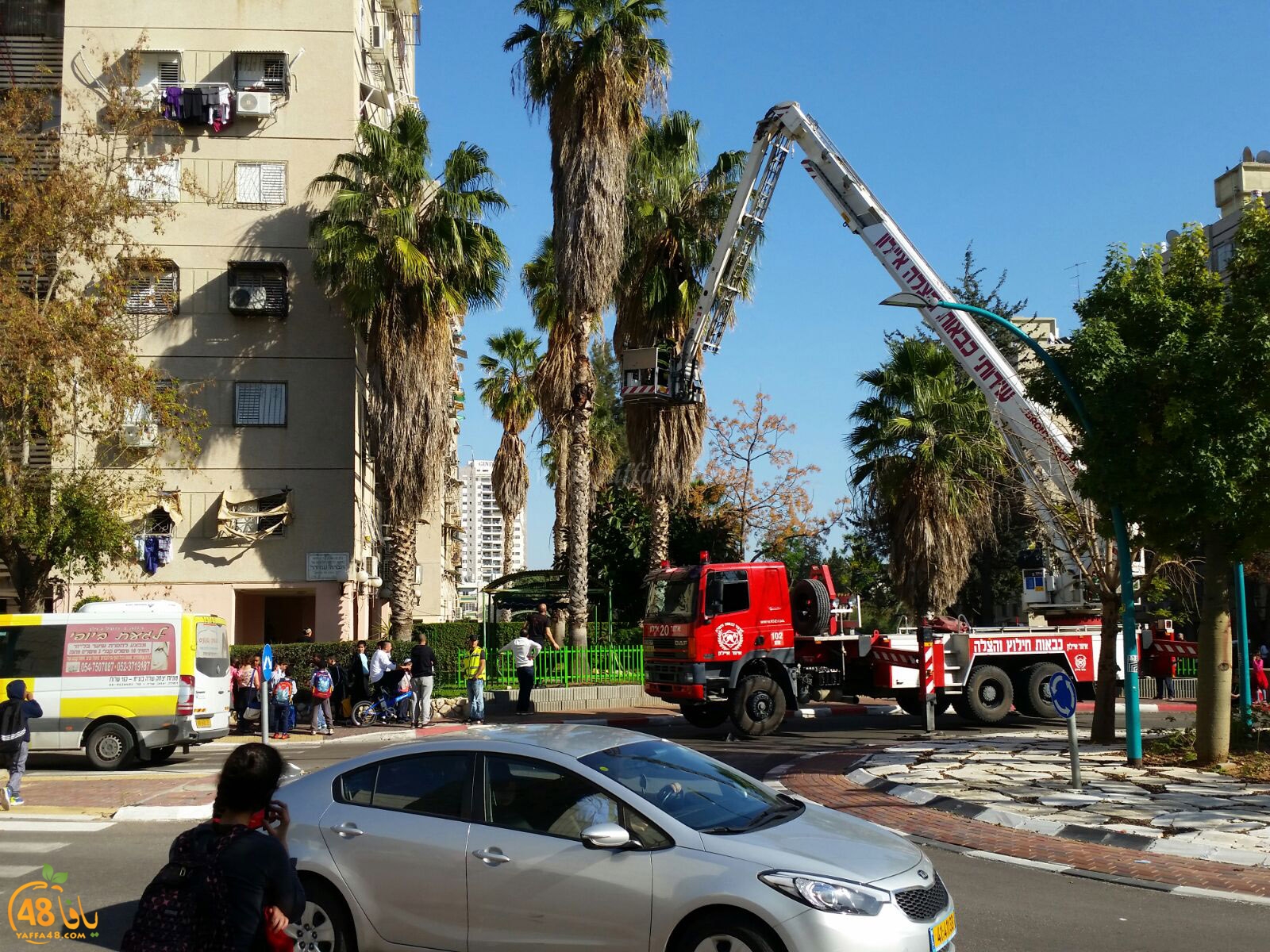 cat in ramla tree (1).jpg